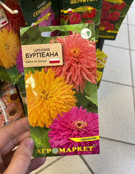 цинния Бурпеана 